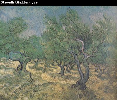 Vincent Van Gogh Olive Grove (nn04)